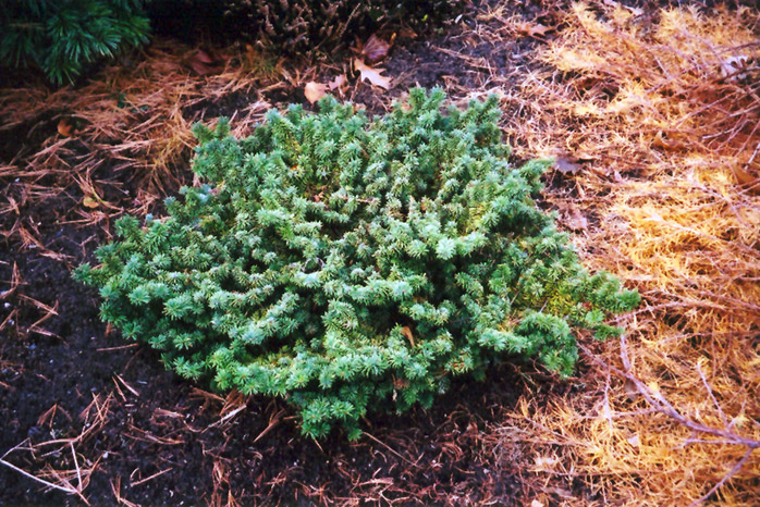 Dwarf Balsam Fir (Abies Balsamea 'Nana') In Edmonton St Albert Sherwood ...