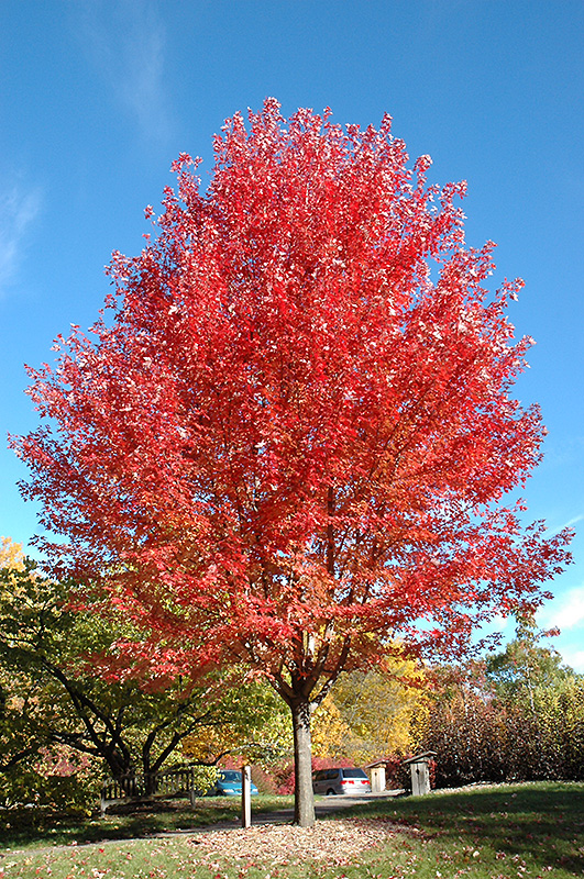 Autumn Blaze Maple Growth Chart