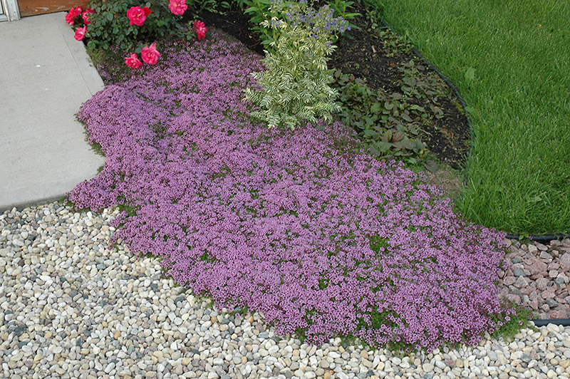 red creeping thyme lawns