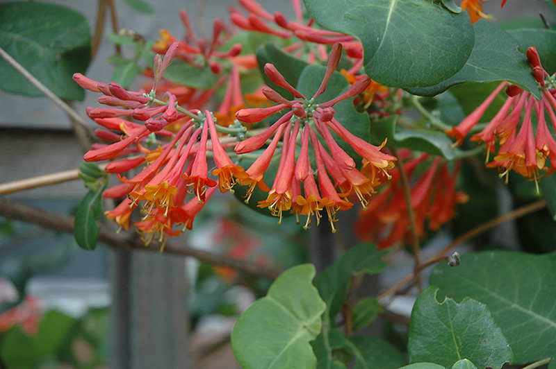 dropmore scarlet honeysuckle