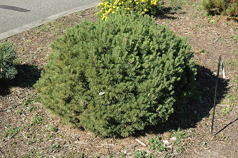 When should I trim my mugo pine?