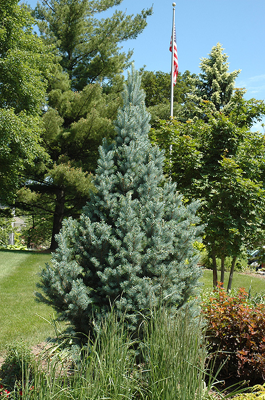 Columnar Blue Colorado Spruce (Picea Pungens 'Fastigiata') In Edmonton ...