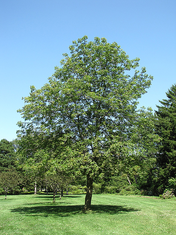 ohio-buckeye-aesculus-glabra-in-edmonton-st-albert-sherwood-park