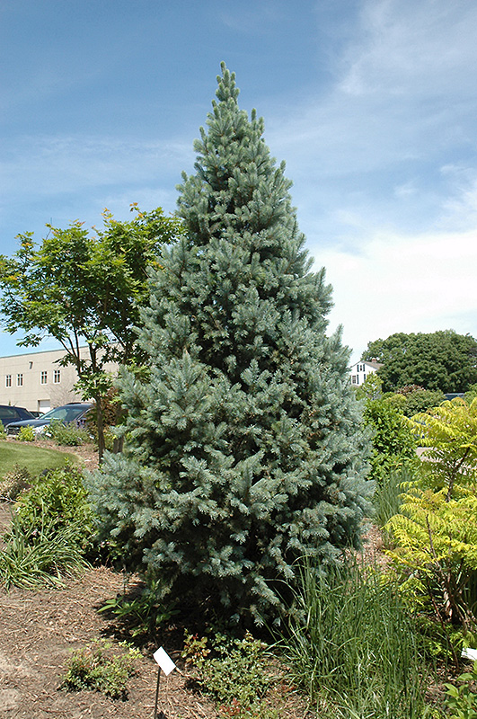 Columnar Blue Colorado Spruce (Picea pungens 'Fastigiata') in Edmonton St  Albert Sherwood Park Stony Plain Alberta AB at Millcreek Nursery Ltd