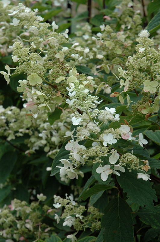 Quick Fire Hydrangea Hydrangea paniculata 39;Bulk39; in Edmonton St 