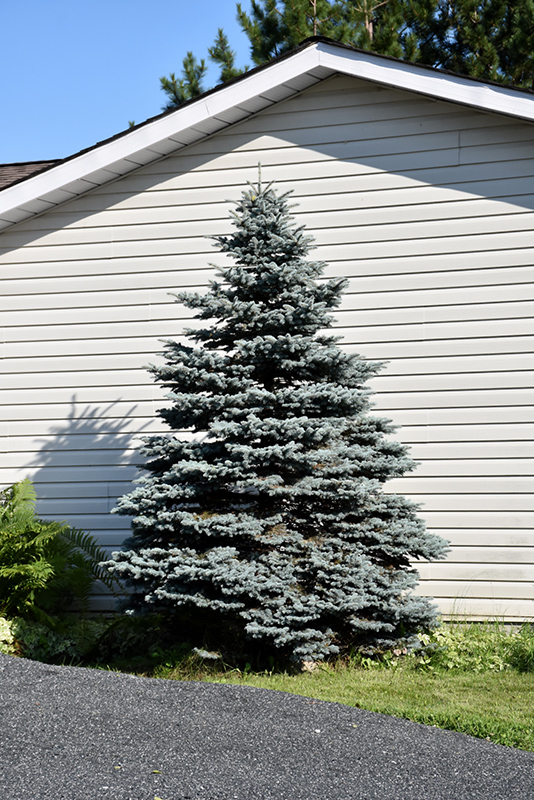 Select Blue Colorado Spruce (Picea pungens 'Blue Select') in Edmonton St  Albert Sherwood Park Stony Plain Alberta AB at Millcreek Nursery Ltd