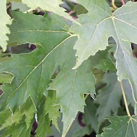 Silver Cloud Silver Maple (Acer saccharinum 'Silver Cloud') in