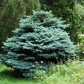 Baby Blue Blue Spruce (Picea pungens 'Baby Blue') in Edmonton St Albert  Sherwood Park Stony Plain Alberta AB at Millcreek Nursery Ltd