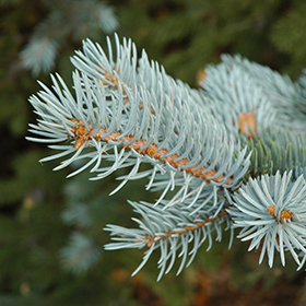 Select Blue Colorado Spruce (Picea pungens 'Blue Select') in Edmonton St  Albert Sherwood Park Stony Plain Alberta AB at Millcreek Nursery Ltd
