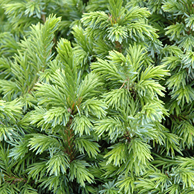 Baby Blue Blue Spruce (Picea pungens 'Baby Blue') in Edmonton St Albert  Sherwood Park Stony Plain Alberta AB at Millcreek Nursery Ltd