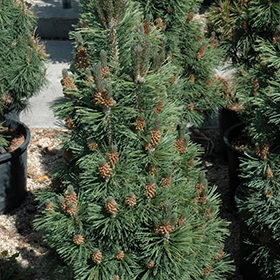 Ponderosa Pine (Pinus ponderosa) in Edmonton St Albert Sherwood Park Stony  Plain Alberta AB at Millcreek Nursery Ltd