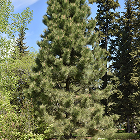 Ponderosa Pine (Pinus ponderosa) in Edmonton St Albert Sherwood Park Stony  Plain Alberta AB at Millcreek Nursery Ltd