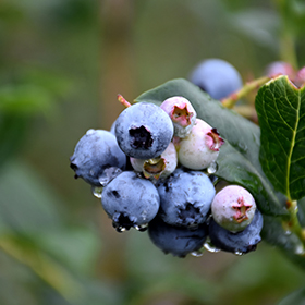 Chippewa Blueberry Vaccinium Chippewa in Edmonton St Albert