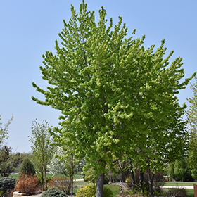 Silver Cloud Silver Maple (Acer saccharinum 'Silver Cloud') in