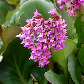 Heartleaf Bergenia Bergenia Cordifolia In Edmonton St Albert Sherwood Park Stony Plain Alberta Ab At Millcreek Nursery Ltd