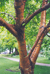 Amur Cherry (Prunus maackii) at Millcreek Nursery Ltd