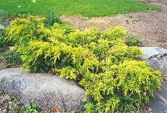 Gold Coast  Juniper (Juniperus x media 'Gold Coast') at Millcreek Nursery Ltd
