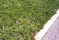 Prince of Wales Juniper (Juniperus horizontalis 'Prince of Wales') at Millcreek Nursery Ltd