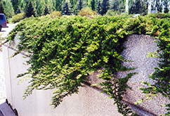 Prince of Wales Juniper (Juniperus horizontalis 'Prince of Wales') at Millcreek Nursery Ltd