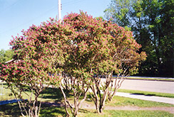 Arnold Red Honeysuckle (Lonicera tatarica 'Arnold Red') at Millcreek Nursery Ltd