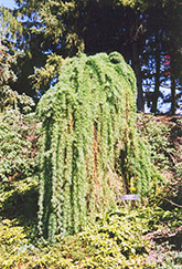 Weeping Larch (Larix decidua 'Pendula') at Millcreek Nursery Ltd