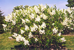 Mount Baker Hyacinth Lilac (Syringa x hyacinthiflora 'Mount Baker') at Millcreek Nursery Ltd