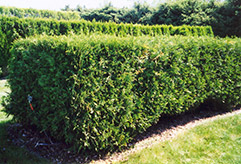 Techny Cedar (Thuja occidentalis 'Techny') at Millcreek Nursery Ltd