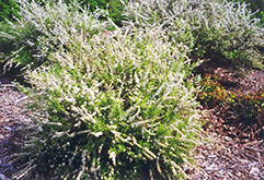 Dwarf Garland Spirea (Spiraea x arguta 'Compacta') at Millcreek Nursery Ltd