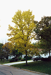 Northern Treasure Hybrid Ash (Fraxinus 'Northern Treasure') at Millcreek Nursery Ltd