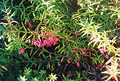 Turkistan Burning Bush (Euonymus nanus 'Turkestanicus') at Millcreek Nursery Ltd