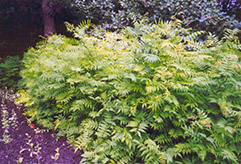 Ash Leaf False Spirea (Sorbaria sorbifolia) at Millcreek Nursery Ltd