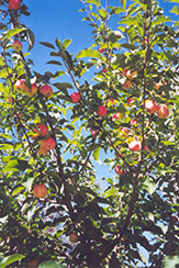 September Ruby Apple (Malus 'September Ruby') at Millcreek Nursery Ltd