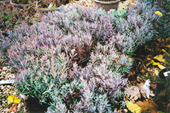 Blue Ice Bog Rosemary (Andromeda polifolia 'Blue Ice') at Millcreek Nursery Ltd