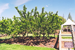 Mount Royal Plum (Prunus 'Mount Royal') at Millcreek Nursery Ltd