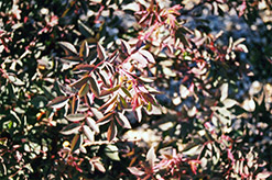 Red Leaf Shrub Rose (Rosa rubrifolia) at Millcreek Nursery Ltd