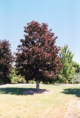 Royal Red Norway Maple (Acer platanoides 'Royal Red') at Millcreek Nursery Ltd