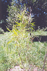 Coyote Willow (Salix exigua) at Millcreek Nursery Ltd