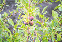 Sapalta Cherry-Plum (Prunus 'Sapalta') at Millcreek Nursery Ltd