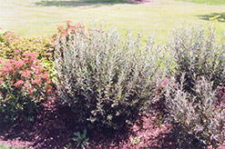 Blue Fox Willow (Salix brachycarpa 'Blue Fox') at Millcreek Nursery Ltd