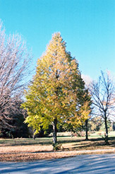 Dropmore Linden (Tilia x flavescens 'Dropmore') at Millcreek Nursery Ltd