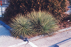 Small Soapweed (Yucca glauca) at Millcreek Nursery Ltd