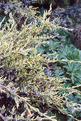 Holger Juniper (Juniperus squamata 'Holger') at Millcreek Nursery Ltd