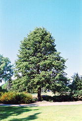 Dropmore Linden (Tilia x flavescens 'Dropmore') at Millcreek Nursery Ltd