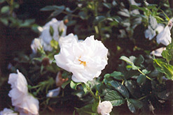 Blanc de Coubert Explorer Rose (Rosa 'Blanc Double de Coubert') at Millcreek Nursery Ltd