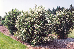 Waterton Mockorange (Philadelphus lewisii 'Waterton') at Millcreek Nursery Ltd