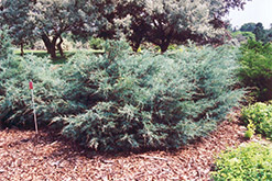 Savin Juniper (Juniperus sabina) at Millcreek Nursery Ltd