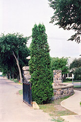 Brandon Cedar (Thuja occidentalis 'Brandon') at Millcreek Nursery Ltd