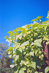 Hops (Humulus lupulus) at Millcreek Nursery Ltd