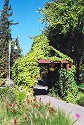 Hops (Humulus lupulus) at Millcreek Nursery Ltd