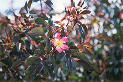 Red Leaf Shrub Rose (Rosa rubrifolia) at Millcreek Nursery Ltd